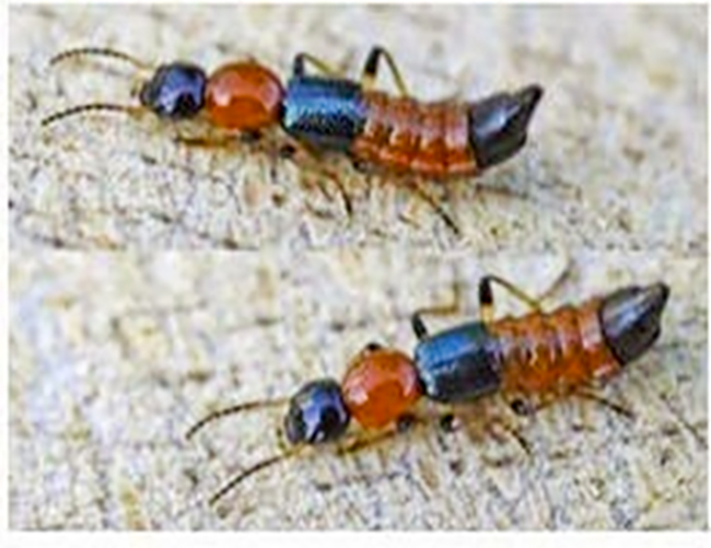 Nhấn vào ảnh để phóng to https://benhviennhitrunguong.gov.vn/wp-content/uploads/2022/03/Hinh-anh-Kien-ba-khoang.jpg?w=900?w=1130