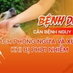 Bệnh Dại: Căn bệnh nguy hiểm, cách phòng ngừa và xử lý khi bị phơi nhiễm